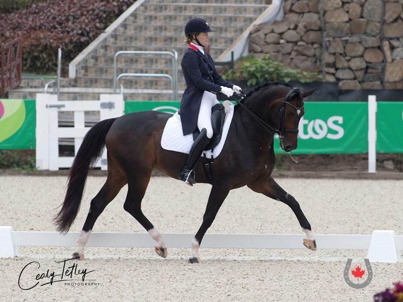 Canadian Dressage Team Holding Close Second at Lima 2019 Pan Am Games